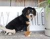 Mini Bernedoodle For Sale Millersburg OH Female-Poppy