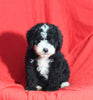 Mini Bernedoodle For Sale Sugarcreek OH Male-Tucker