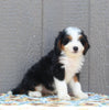 Mini Bernedoodle For Sale Millersburg OH Male-Dana