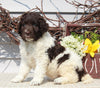 Newfypoo For Sale Sugarcreek OH Female-Olivia