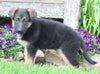 AKC Registered German Shepherd For Sale Millersburg OH Female-Neva
