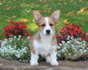 Pembroke Welsh Corgi For Sale Millersburg OH Male-Buster