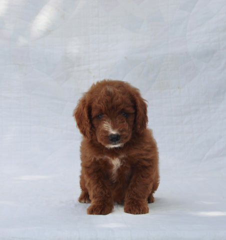 F1B Mini Goldendoodle For Sale Sugarcreek OH Male-Troy