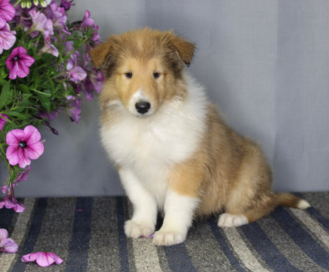 AKC Registered Collie Lassie For Sale Fredericksburg OH Female-Zoie