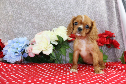 AKC Registered Cavalier KCS For Sale Wooster OH Female-Tiffany