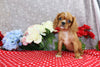 AKC Registered Cavalier KCS For Sale Wooster OH Female-Tiffany