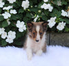 ACA Registered Shetland Sheepdog For Sale Baltic OH Male-Winston