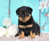AKC Registered Rottweiler For Sale Sugarcreek OH Female-Zola