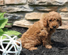 Mini Goldendoodle For Sale Sugarcreek OH Male-Bo