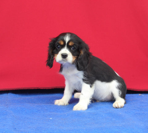AKC Registered Cavalier KCS For Sale Millersburg OH Male-Lucky