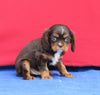 AKC Cavalier KCS For Sale Millersburg OH Male-Skippy