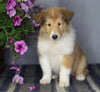 AKC Registered Collie Lassie For Sale Fredericksburg OH Female-Zoie