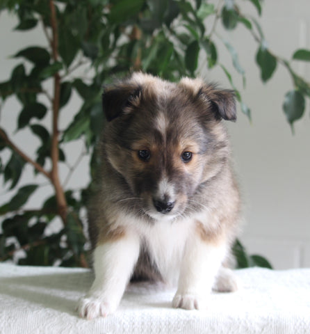 ACA Shetland Sheepdog For Sale Baltic OH Male-Rover