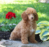 ACA Mini Poodle For Sale Millersburg OH Female-Princess