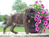 Boxer For Sale Fredericksburg OH Male-Reed