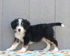 Mini Bernedoodle For Sale Millersburg OH Male-Travis