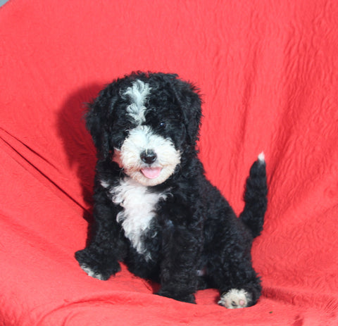 Mini Bernedoodle For Sale Sugarcreek OH Male-Tucker