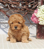 Mini Goldendoodle For Sale Sugarcreek OH Female-Nancy