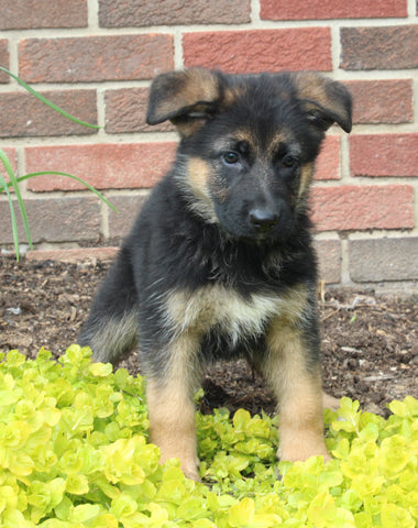AKC Registered German Shepherd For Sale Millersburg OH Female-Noelle