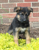 AKC Registered German Shepherd For Sale Millersburg OH Female-Noelle