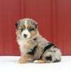 Australian Shepherd For Sale Holmesville OH Female-April