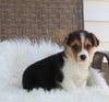 ACA Welsh Corgi For Sale Millersburg OH Male-Chico