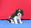 AKC Registered Cavalier KCS For Sale Millersburg OH Male-Lucky