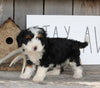 Mini Bernedoodle For Sale Millersburg OH Female-Princess