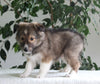 ACA Shetland Sheepdog For Sale Baltic OH Male-Rover