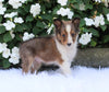 ACA Registered Shetland Sheepdog For Sale Baltic OH Male-Winston