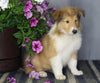 AKC Registered Collie Lassie For Sale Fredericksburg OH Female-Zoie