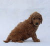 F1B Mini Goldendoodle For Sale Sugarcreek OH Male-Tommy