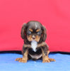 AKC Cavalier KCS For Sale Millersburg OH Male-Skippy