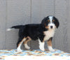 Mini Bernedoodle For Sale Millersburg OH Male-Travis