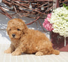 Mini Goldendoodle For Sale Sugarcreek OH Female-Nancy