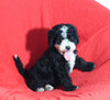 Mini Bernedoodle For Sale Sugarcreek OH Male-Tucker