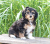 Mini Aussiedoodle For Sale Sugarcreek OH Male-Snickers