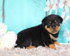 AKC Registered Rottweiler For Sale Sugarcreek OH Female-Zola