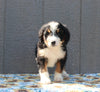 Mini Bernedoodle For Sale Millersburg OH Male-Travis