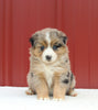 Australian Shepherd For Sale Holmesville OH Female-April