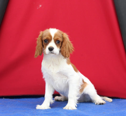 AKC Registered Cavalier For Sale Millersburg OH Male-Ollie