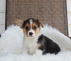 ACA Welsh Corgi For Sale Millersburg OH Male-Chico