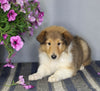AKC Registered Collie Lassie For Sale Fredericksburg OH Male-Zack