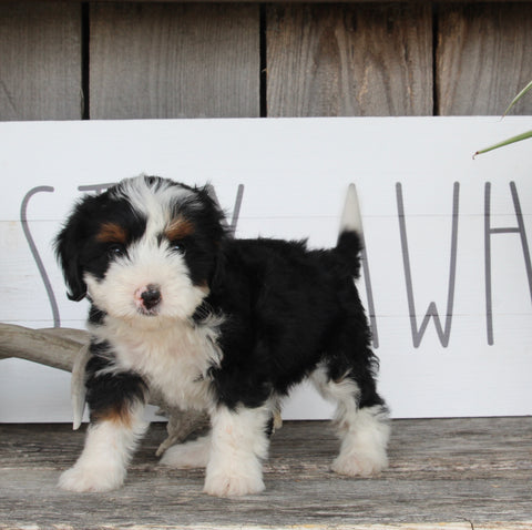 Mini Bernedoodle For Sale Millersburg OH Female-Princess