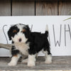 Mini Bernedoodle For Sale Millersburg OH Female-Princess