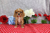AKC Registered Cavalier KCS For Sale Wooster OH Female-Tiffany