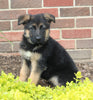 AKC Registered German Shepherd For Sale Millersburg OH Female-Noelle