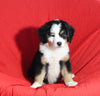 Mini Bernedoodle For Sale Sugarcreek OH Male-Rocky