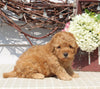 Mini Goldendoodle For Sale Sugarcreek OH Female-Nancy