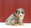 Australian Shepherd For Sale Holmesville OH Female-April